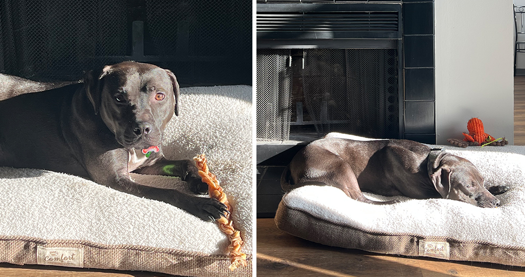 Dog laying on bed