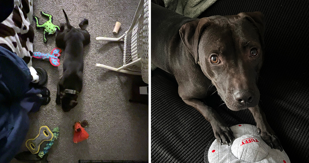 Dog and his toys