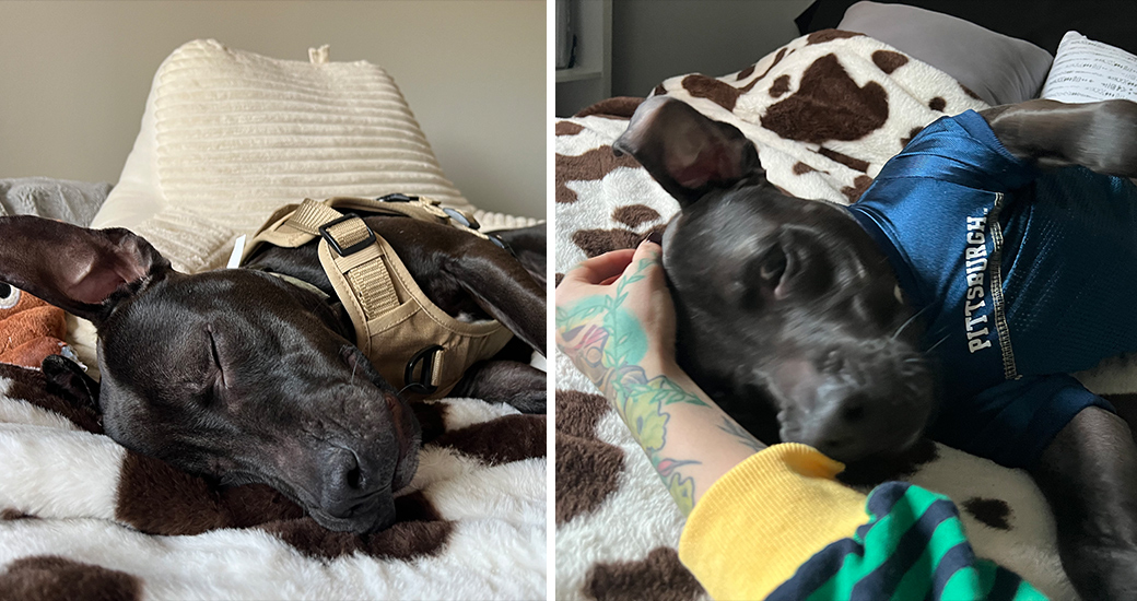 Dog laying on bed