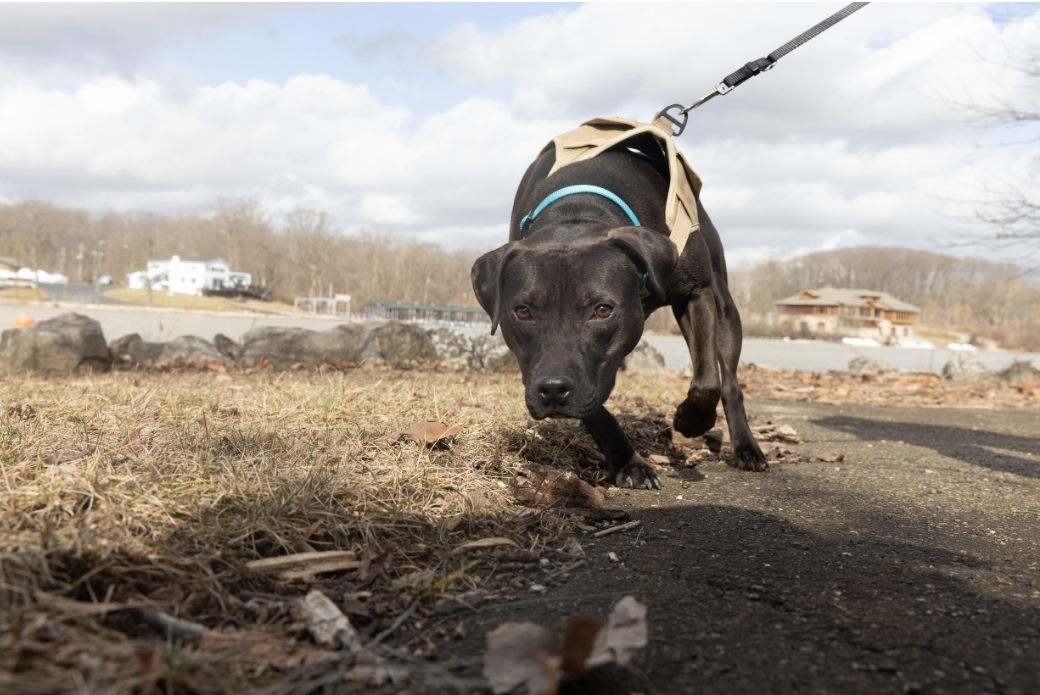 Black dog on leash