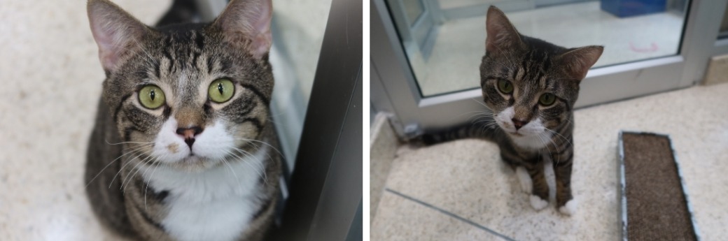 cat sitting on the floor staring at the camera