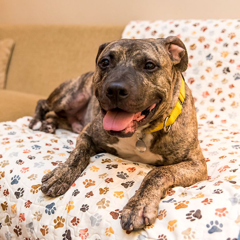 dog on a couch
