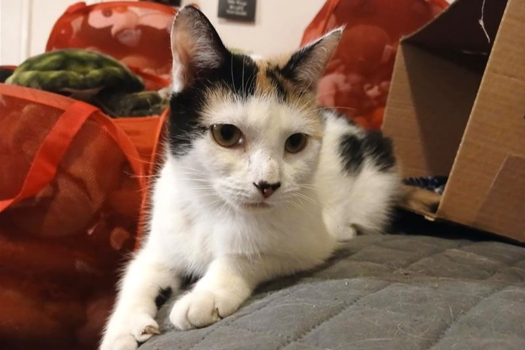 A cat lying on a blanket