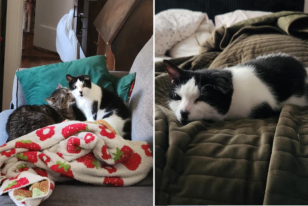 Two cats cuddling on a couch and a cat sleeping on a bed