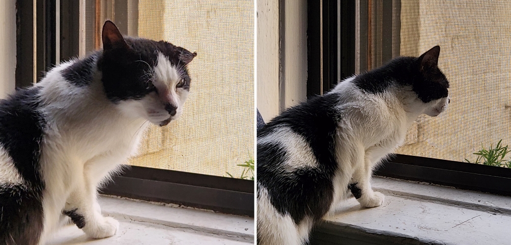 black and white cat by the window