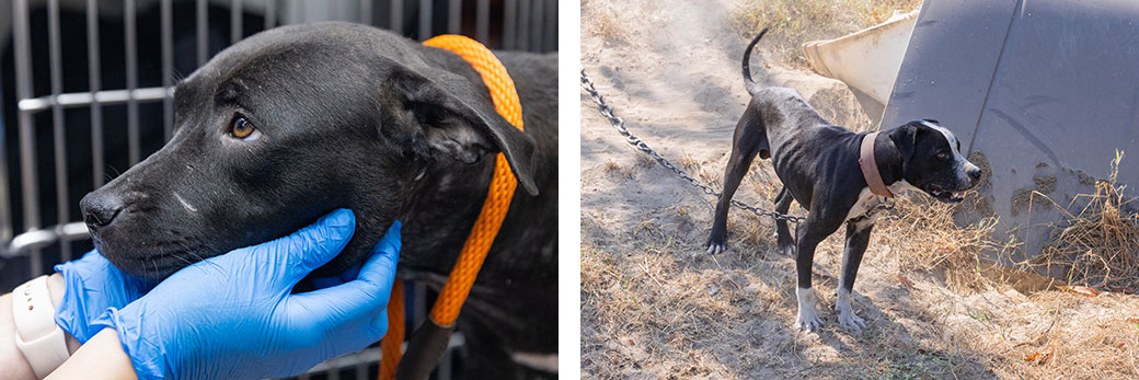 rescued dogs