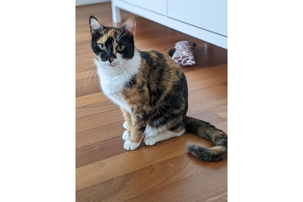 Hazel