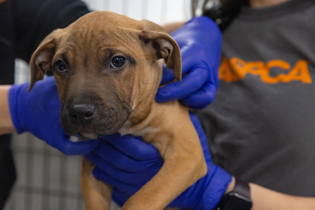 rescued dog