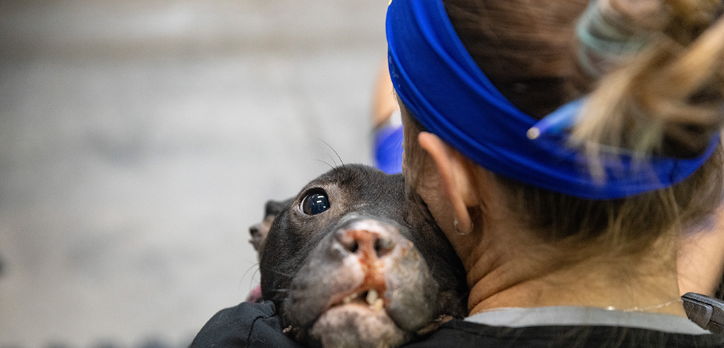 a rescued puppy