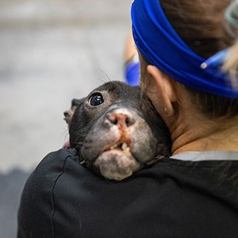 a rescued puppy