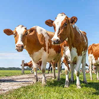 cows in a field