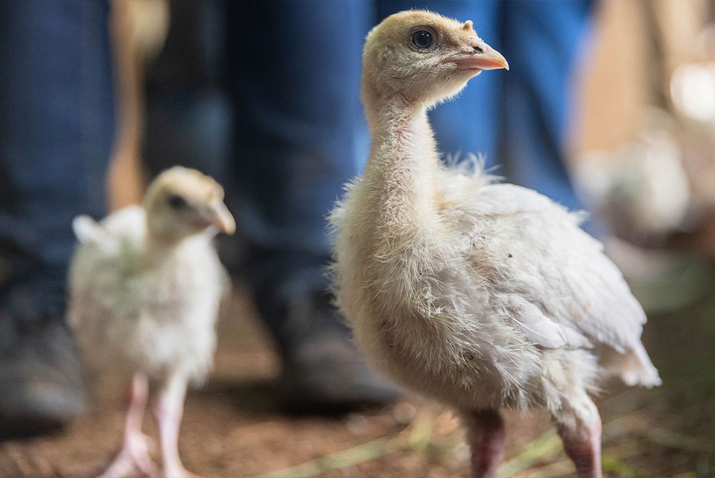 two chicks