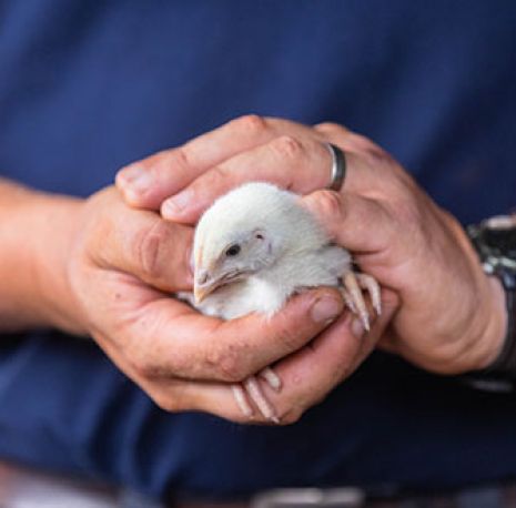 close up on a person holding a chick between their hands