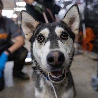 Rescued Husky