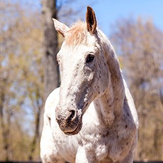 a white horse