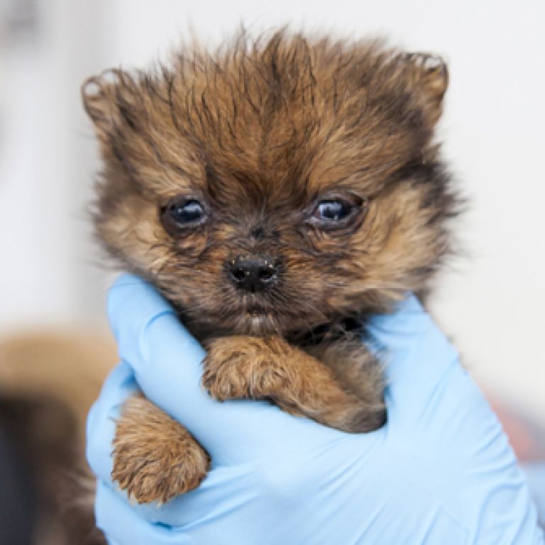 Puppy