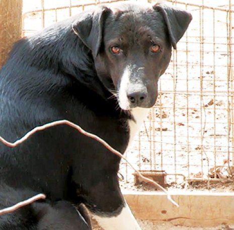 Dog in cage