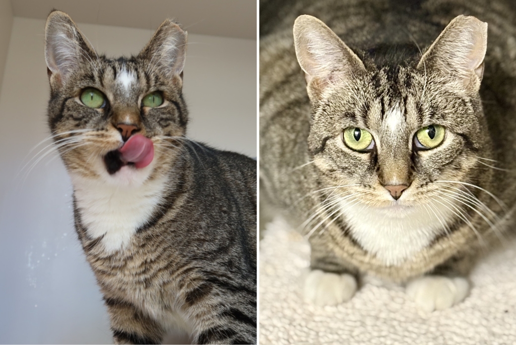 An image of a cat with its tongue out, and an image of a cat crouching and looking at the viewer