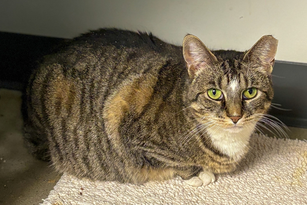 A cat lying down with their legs tucked underneath their body.