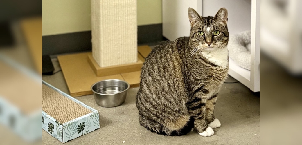 Tabby cat sitting and looking calmly at viewer