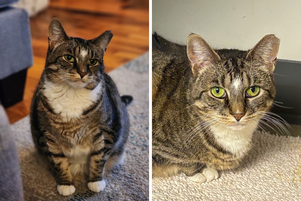 Two pictures of a cat looking calmly at the viewer