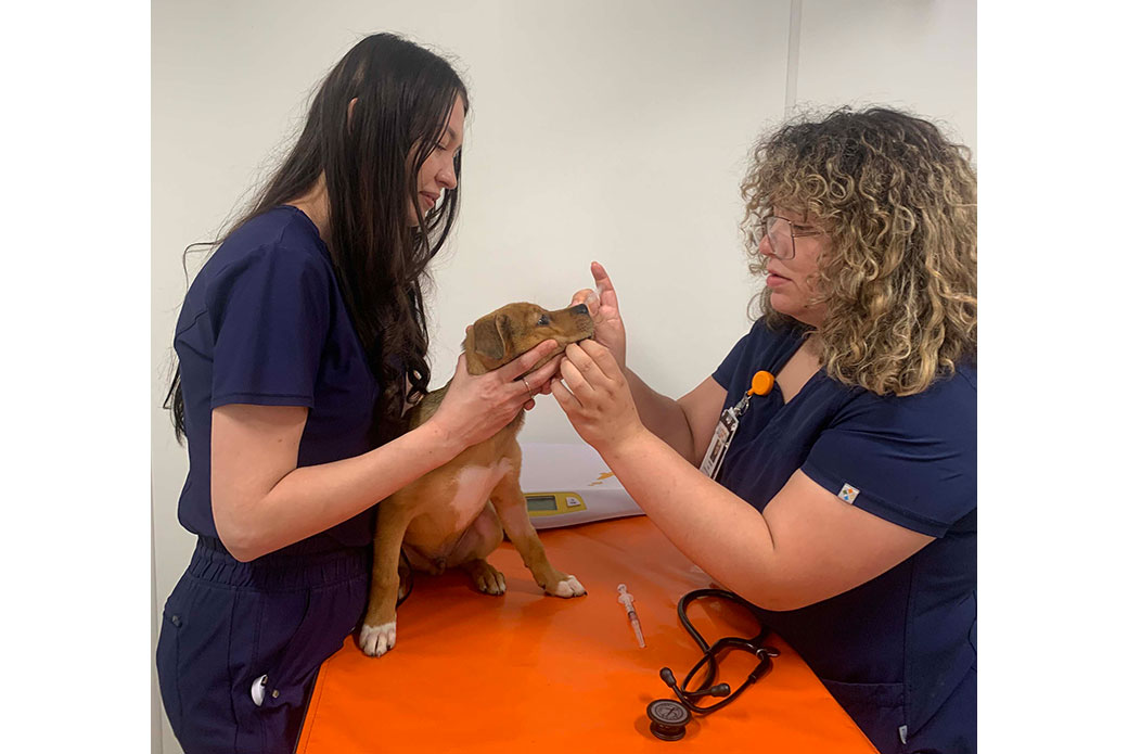 Tatiana Medyanik, senior veterinary assistant, left, and Alondra Cruz, licensed veterinary technician, examine Chestnut, whom Tatiana suspected had been exposed to THC. 