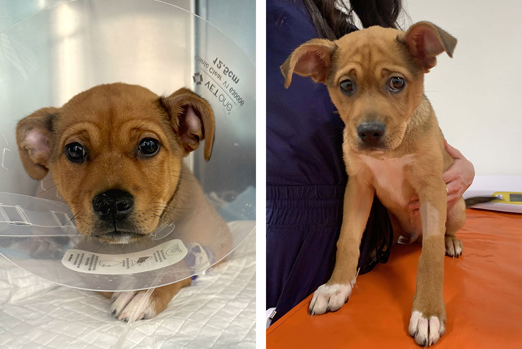 Left, Chestnut received supportive care and returned days later for a follow-up visit and vaccines. 