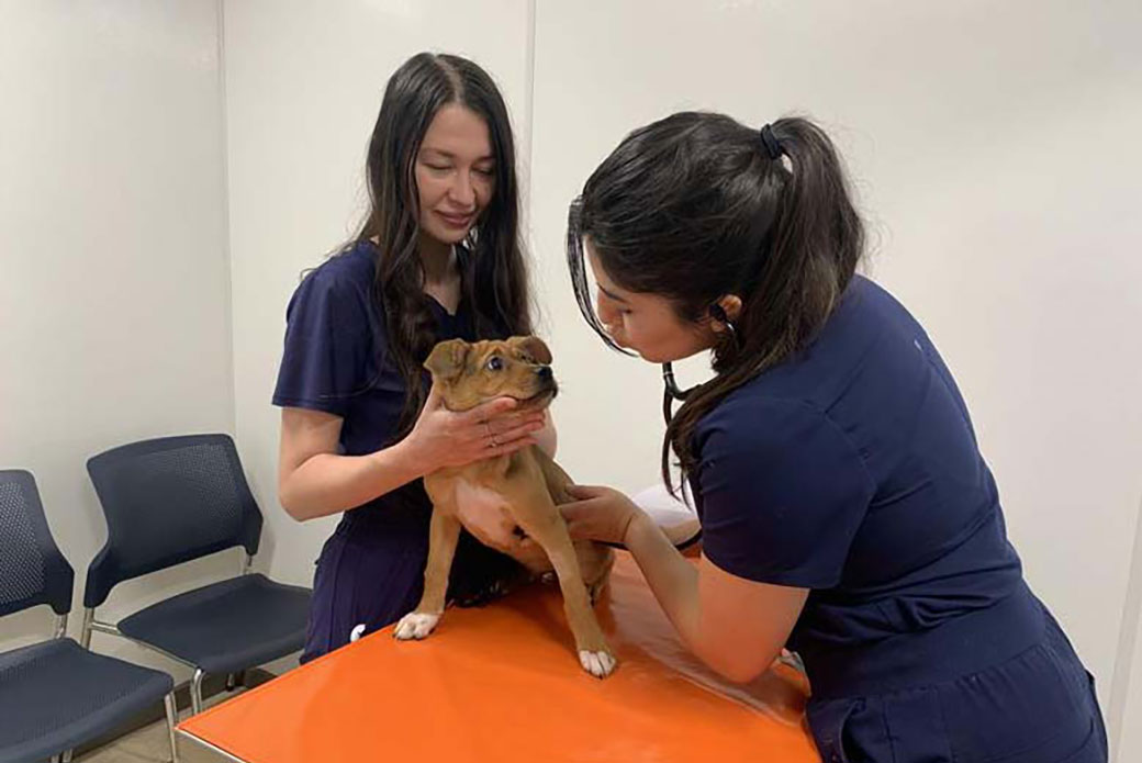 The ASPCA’s Tatiana Medyanik, senior veterinary assistant, left, and Dr. Priscila Naula examine Chestnut during a follow-up visit. 
