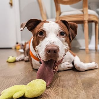 Chewy
