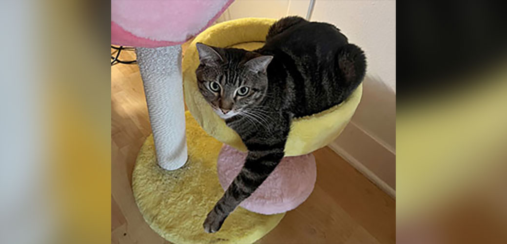 Dora
