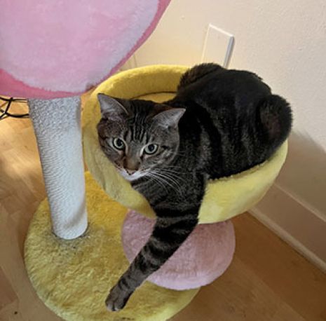 Dora