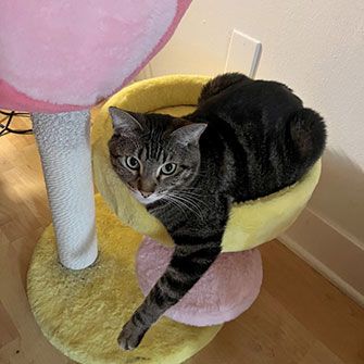 Dora