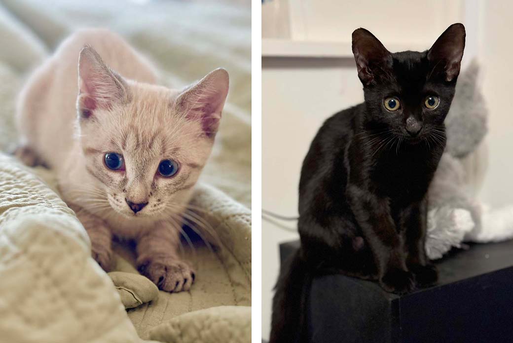 Shadow, left, Simone, right