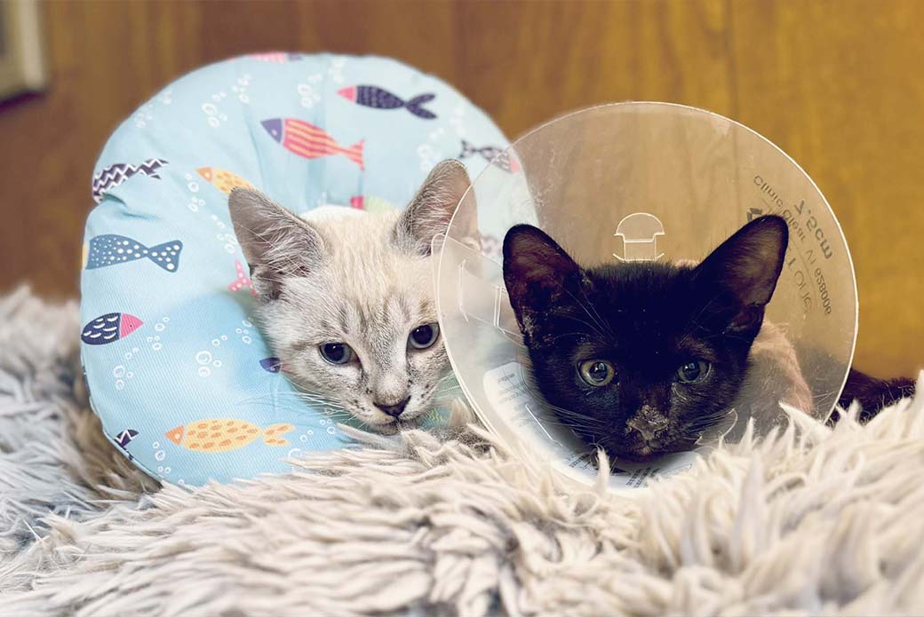 Shadow and Simone after they were spayed and neutered