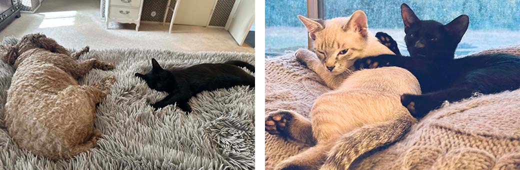 Simone with Izzy (left), Shadow and Simone (right)
