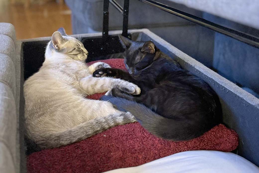 Shadow and Simone