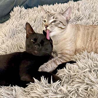 Shadow and Simone