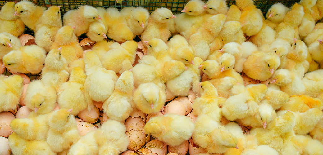 Chicks