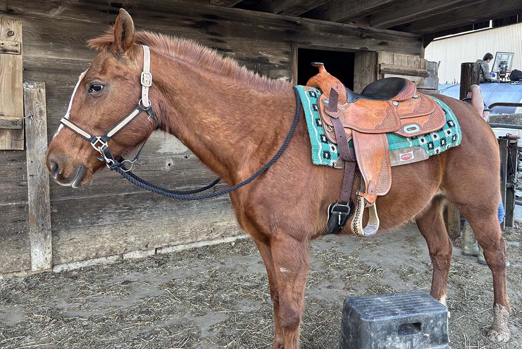Horse in stable