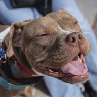 Smiling dog
