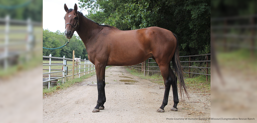 Brown horse