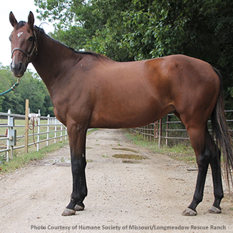 Brown horse