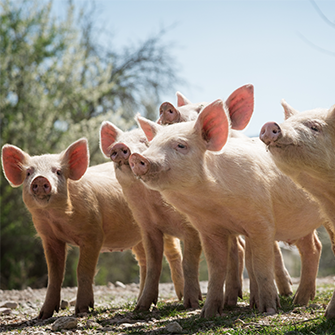pigs