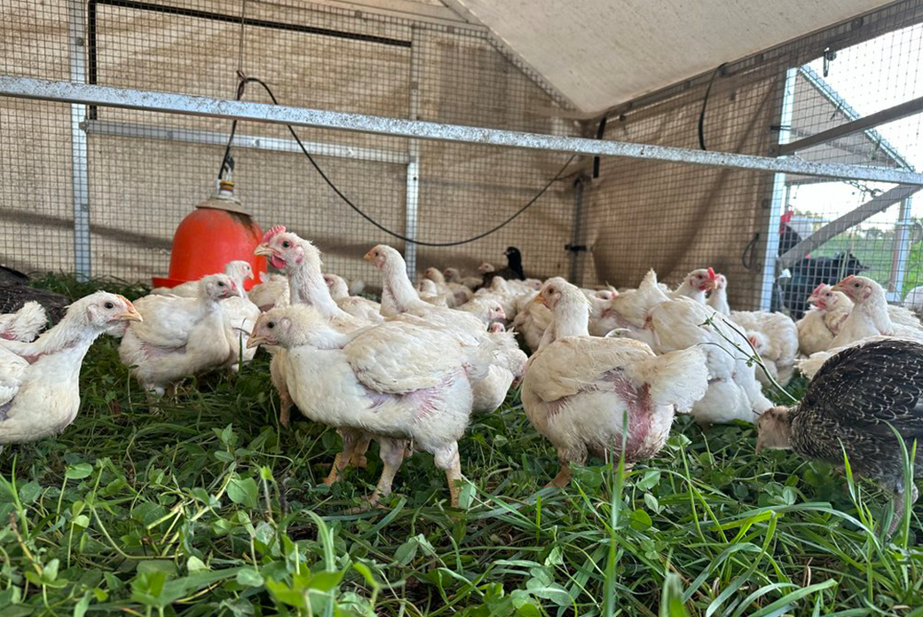 Chickens in a coop