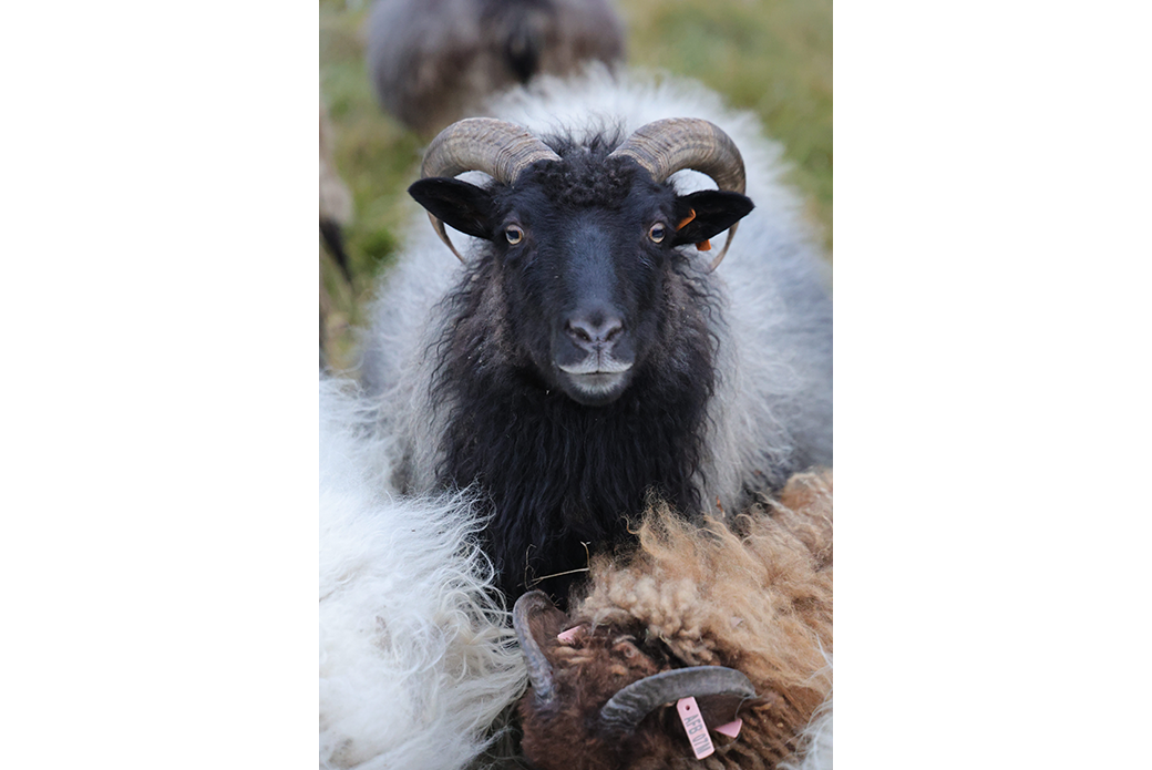 a horned sheep