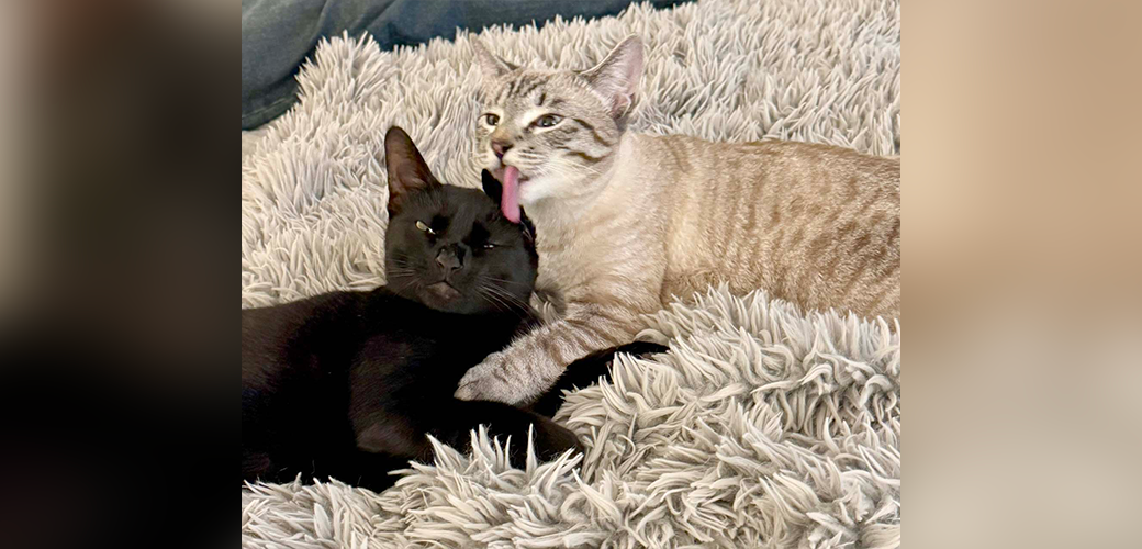 Shadow and Simone