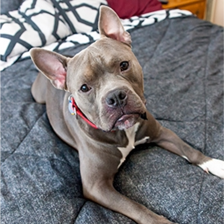 Dog sitting on bed
